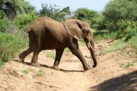 1._-_Tanzania_-_Lake_manyara_N.P..JPG