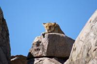 11._-_Tanzania_-_Serengeti_National_Park_1.JPG