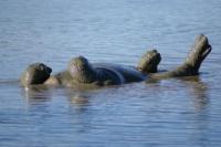 12._-_Tanzania_-_Serengeti_National_Park.JPG