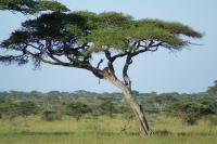 13._-_Tanzania_-_Serengeti_National_Park.JPG