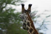 2._-_Tanzania_-_Lake_manyara_N.P..JPG