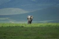 4._-_Tanzania_-_Ngorongoro_Conservation_Area.JPG