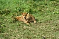 5._-_Tanzania_-_Ngorongoro_Conservation_Area.JPG